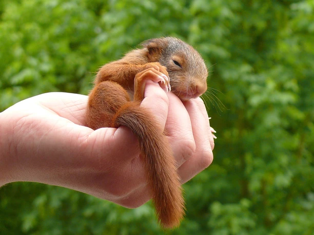 Wildtier- und Artenschutzstation e.V. Eine Hand hält ein kleines, schlafendes Eichhörnchen, umgeben von unscharfem, dichtem grünen Laub.
