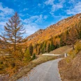 Goldene Herbstfarben im Simplon Süd - Hittuwald Goldene Herbstfarben im Simplon Süd - Hittuwald - Panoramaweg
