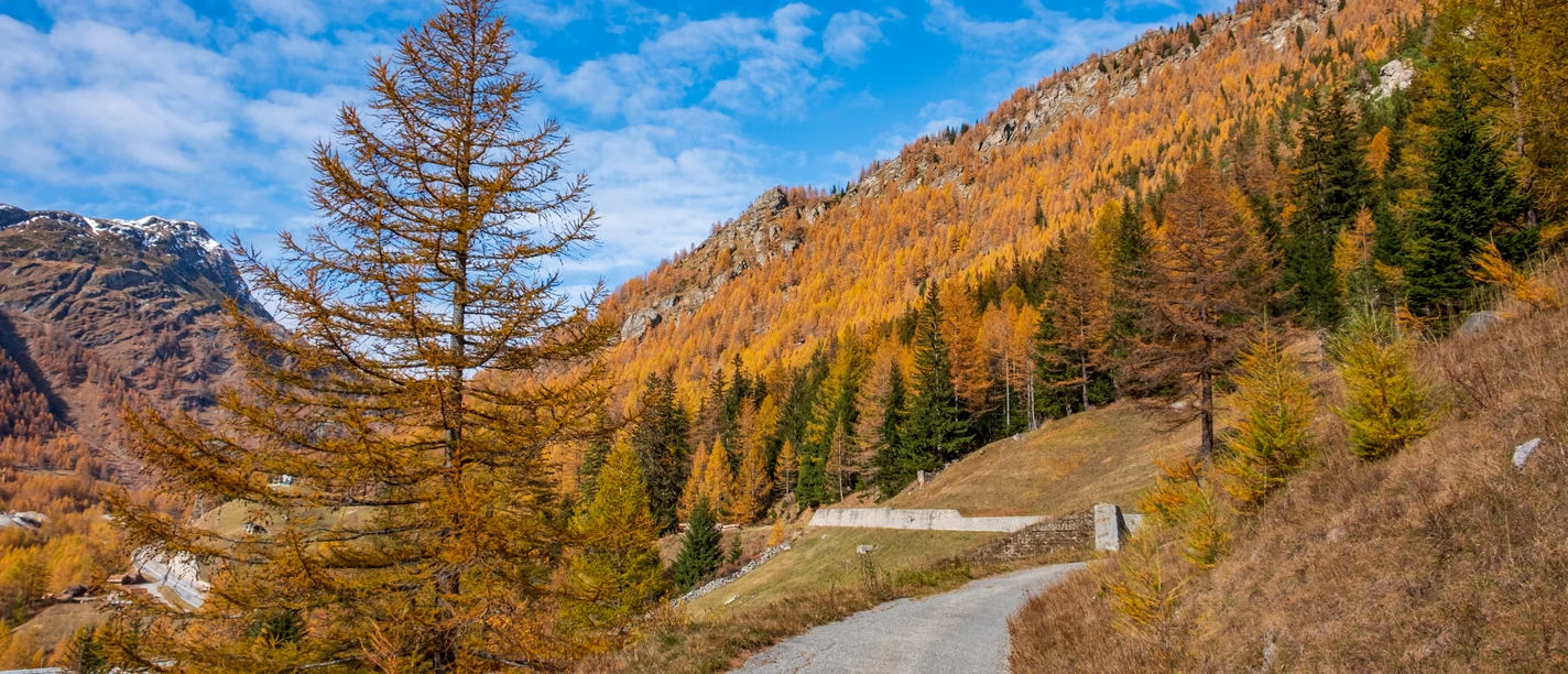 Goldene Herbstfarben im Simplon Süd - Hittuwald Goldene Herbstfarben im Simplon Süd - Hittuwald - Panoramaweg