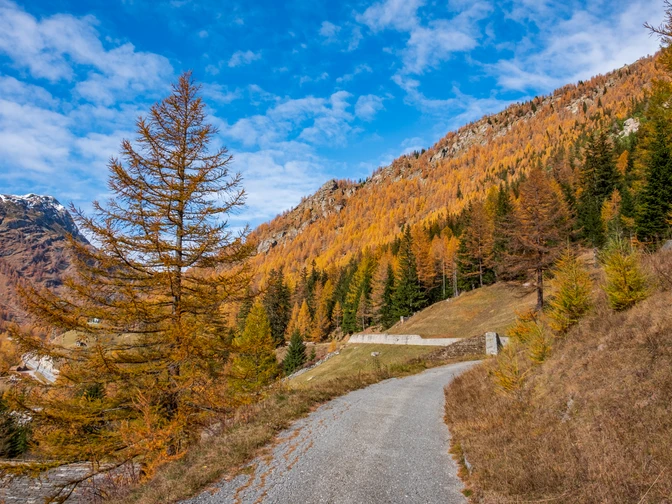 Goldene Herbstfarben im Simplon Süd - Hittuwald Goldene Herbstfarben im Simplon Süd - Hittuwald - Panoramaweg