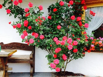 "Gästehaus Ulrich Neuner"