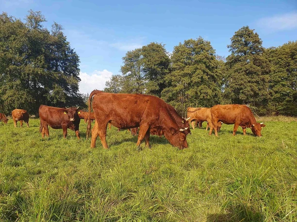Wilde Weiden Waldnaabaue - Rotes Höhenvieh