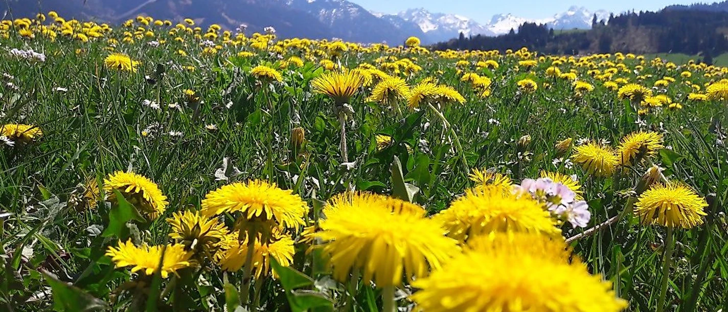 Löwenzahnblüte in Fischen i. Allgäu