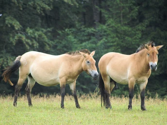 Przewalski-Pferde im Tier-Freigelände Falkenstein Przewalski-Pferde im Tier-Freigelände Falkenstein