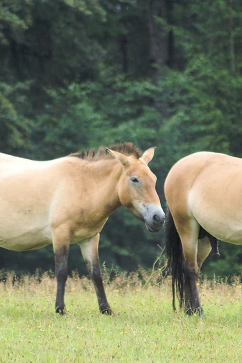 Przewalski-Pferde im Tier-Freigelände Falkenstein