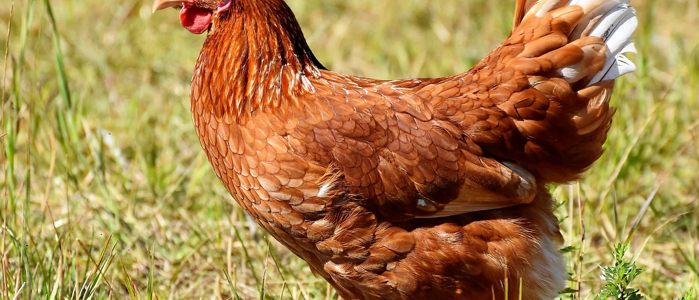 Hühner Biohof Kempfle.png