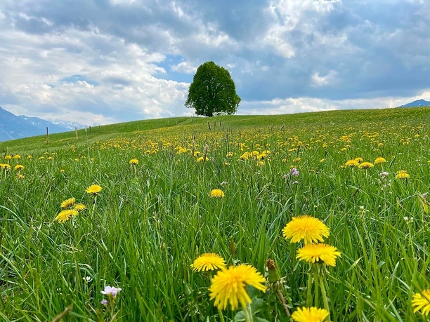 Wittelsbacher Höhe zur Löwenzahnblüte