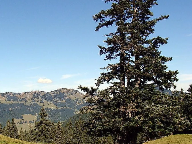 Radtour Balderschwang - Sippersegg