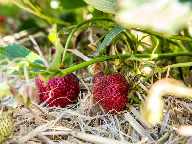 Erdbeeren