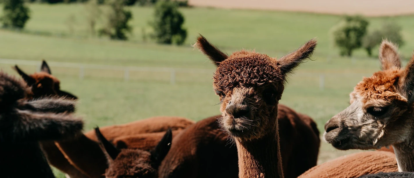Alpaka
