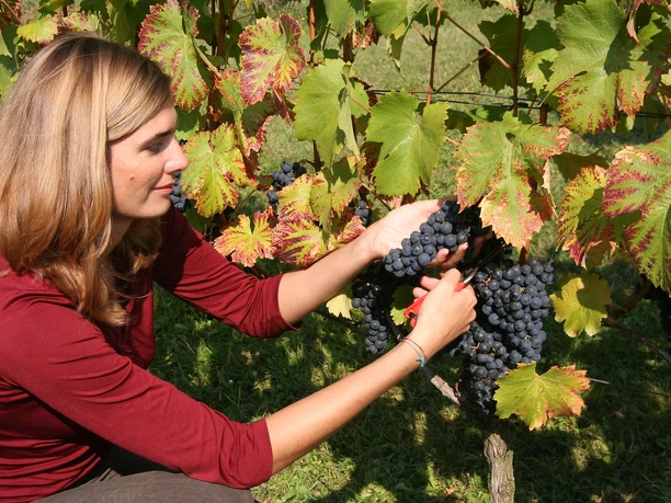 Baierweinmuseum Weinlese