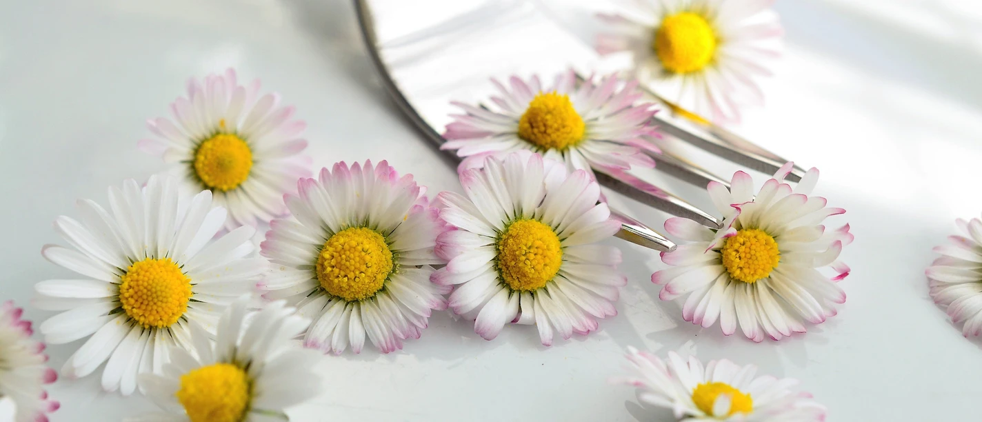 Wildpflanzen Führung Sanrea Steiner daisy 5226844