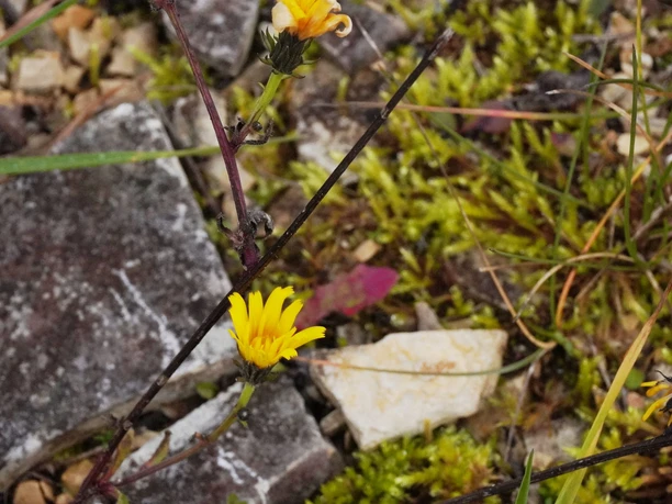 Eichstätt Lehrpfad Blumenberg Boden