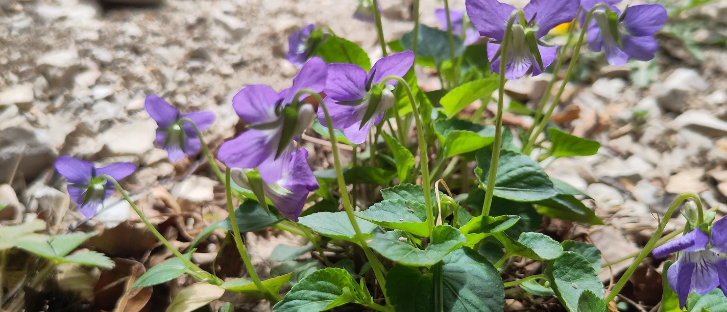 Veilchen im Wald_Sarah Schmidt.jpg