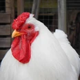 weißes Huhn