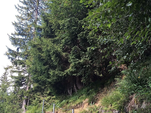 Schmaler Pfad durch den Wald Richtung Berghaus Schwaben