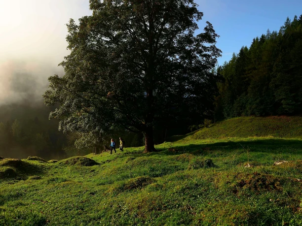 Premiumweg Klausenbachklamm