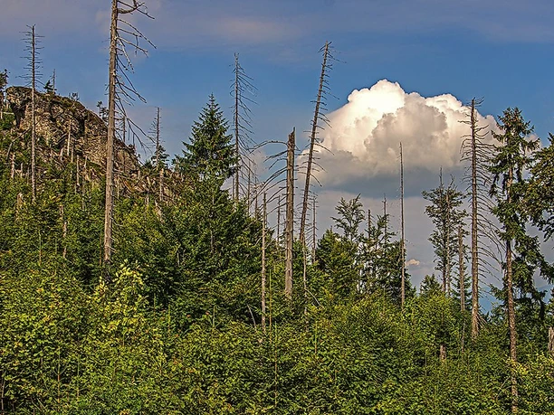 Wilder Wald am Rachel