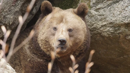 Bär