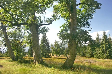 Schachten