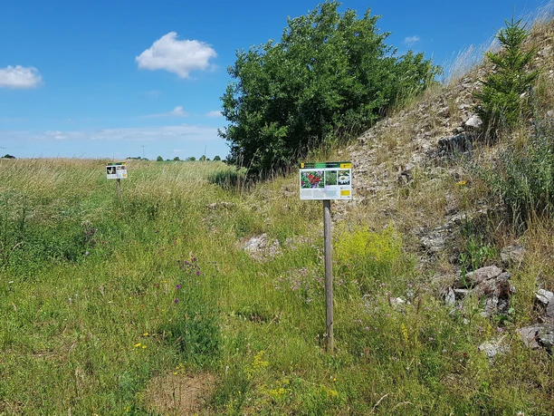 Biotopinsel Blumenberg zwischen Steinhalde und Blumenwiese