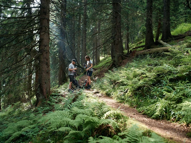 Wandern im Wald
