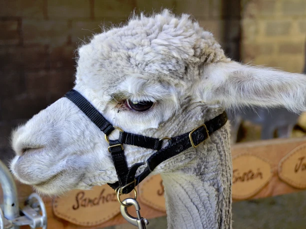 Alpakas im Donaumoos