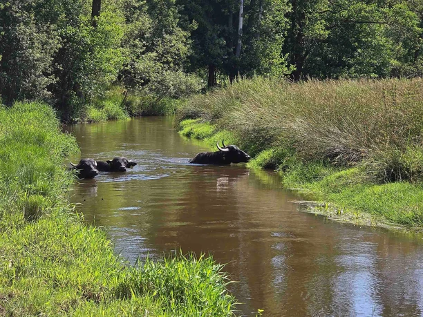 Wilde Weiden Waldnaabaue - Wasserbüffel