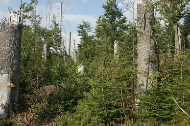neuer Wald