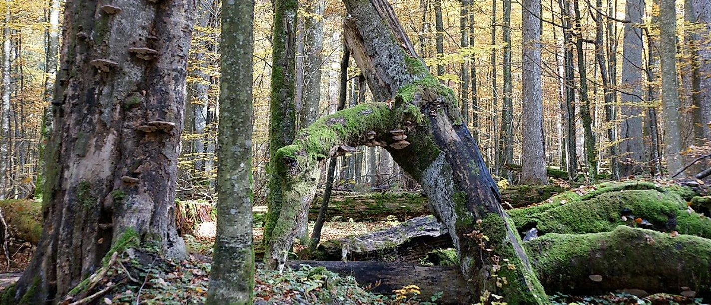 Urwaldgebiet Mittelsteighütte