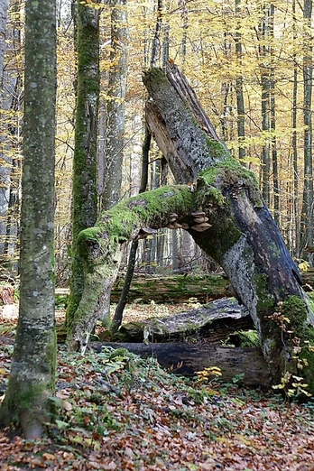 Urwaldgebiet Mittelsteighütte