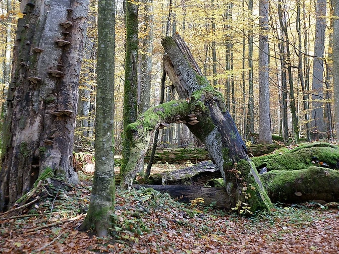 Urwaldgebiet Mittelsteighütte