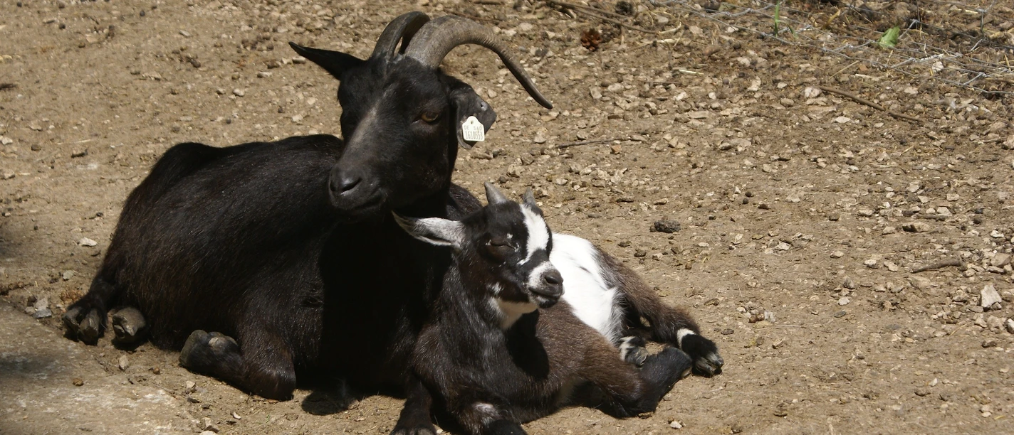 Wild- und Freizeitpark Höllohe