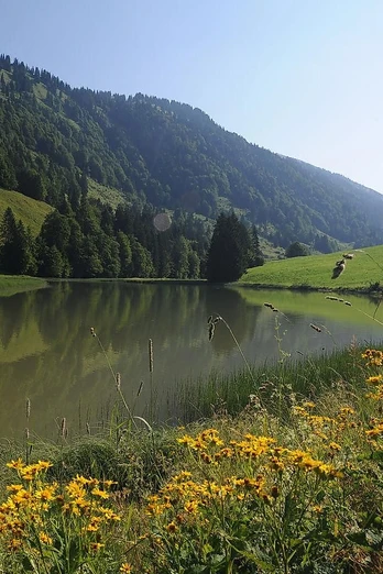 Radtour ab Balderschwang: Lecknertal - Scheidewang - Höllritzer Alpe