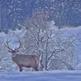 Winter Hirsch