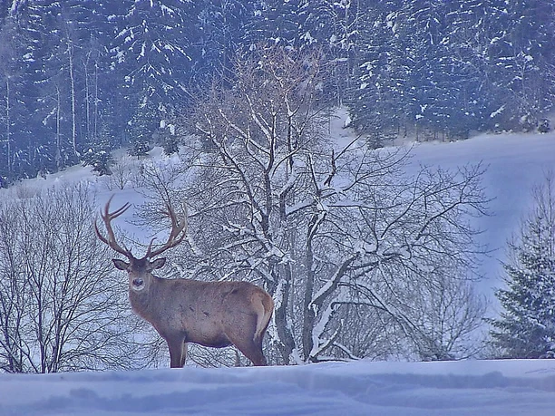 Winter Hirsch