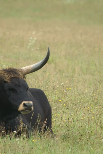 Auerochse im TFG Falkenstein
