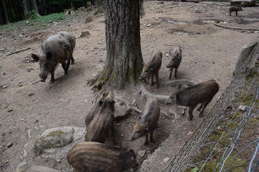 Wildpark Eslarn