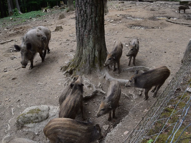 Wildpark Eslarn