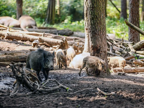 Wildschweingehege(c)Archiv-Kamran-Salimi.jpg Wildschweingehege(c)Archiv-Kamran-Salimi.jpg