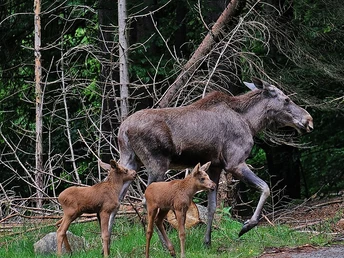Elchkuh mit Jungen