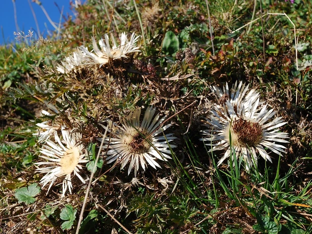 Silberdistel