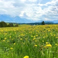Löwenzahnblüte in Ofterschwang im Allgäu