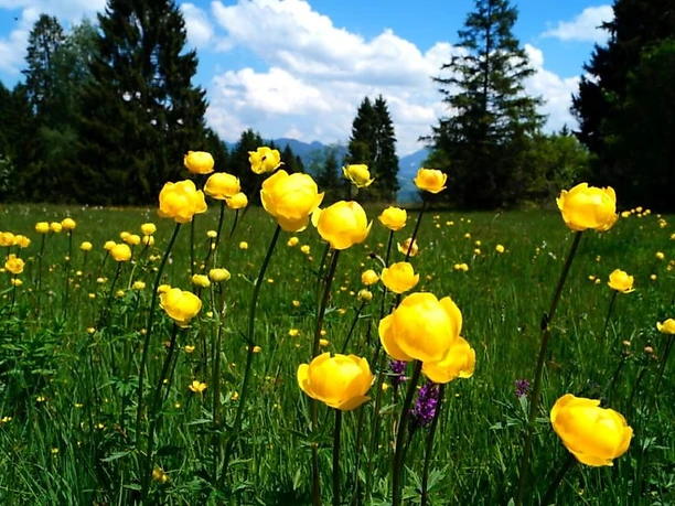 Herrliche Bergwiesen - die Trollblume steht unter Naturschutz
