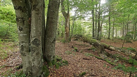 Wilder Wald