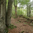 Wilder Wald