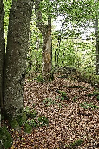 Wilder Wald
