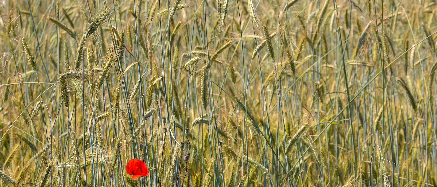 Getreidefeld