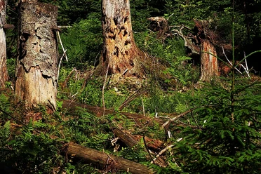 Wilder Wald