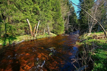 Bachlauf